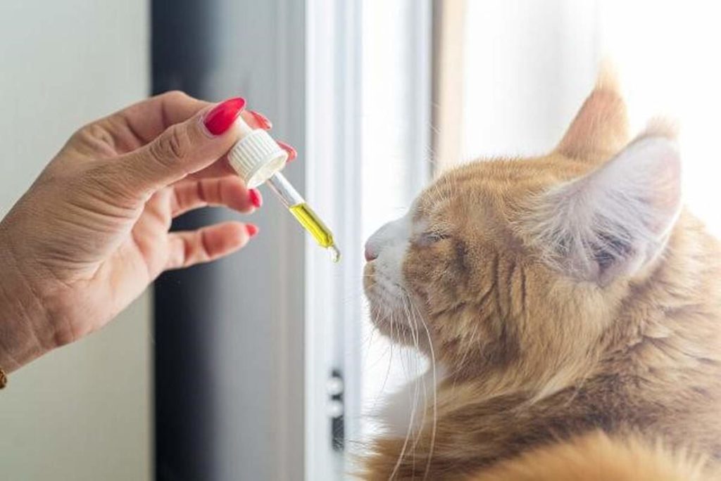 cbd pour chat