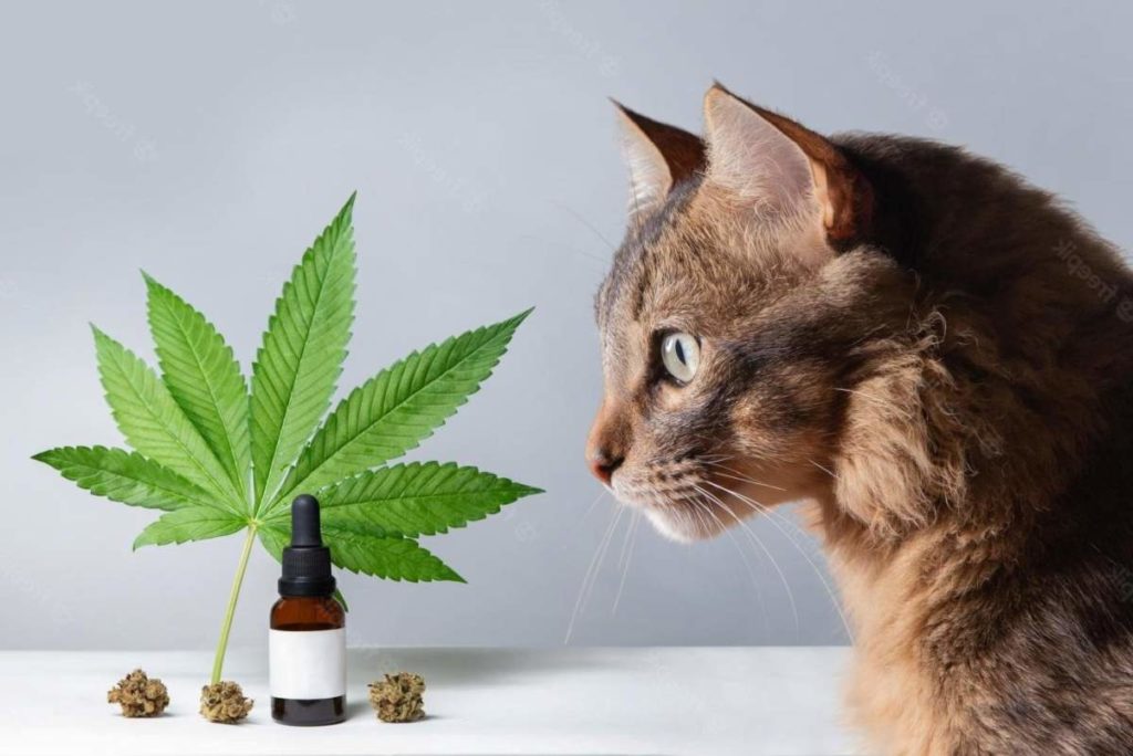 cbd pour chat