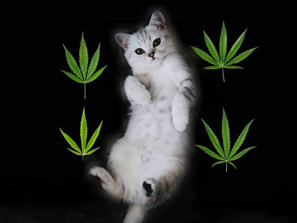 cbd pour chat