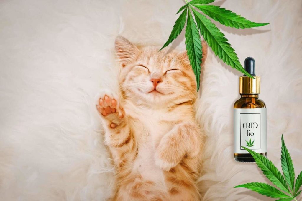 cbd pour chat